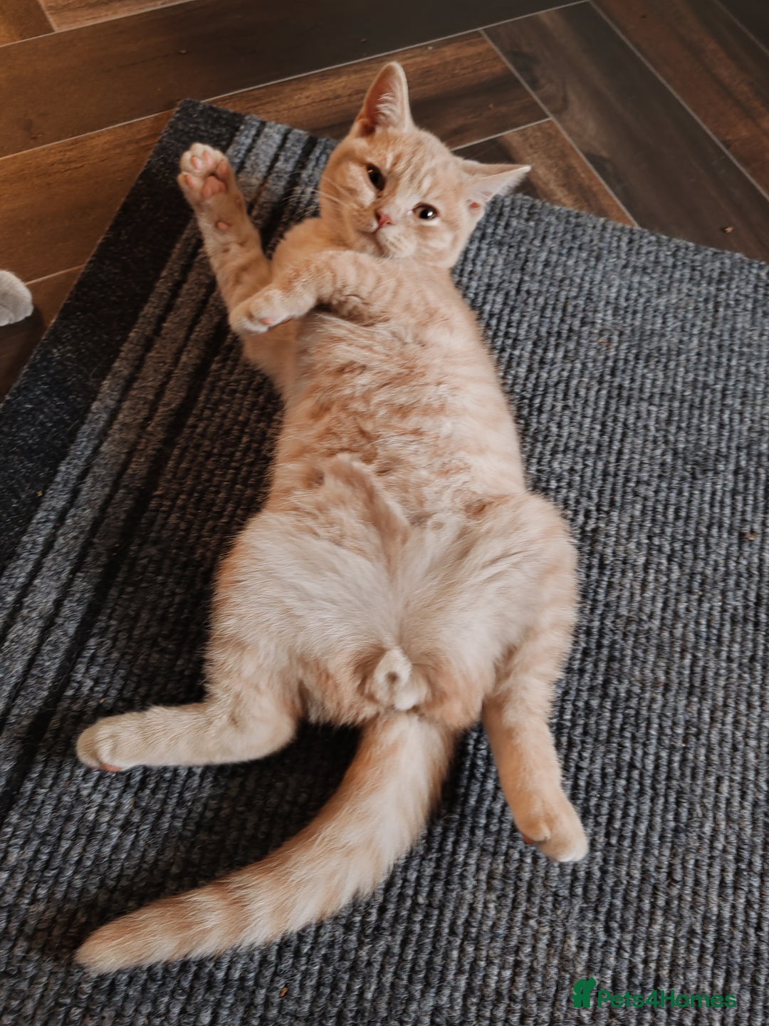 British Shorthair cats for sale: British shorthair kitten  - Image 3