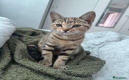 Mixed Breed cats for sale: 3 female kittens for sale - Image 3