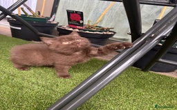 British Shorthair cats for sale: 🍫 Two Chocolate Girls British Shorthair Kittens🤎 - Image 18