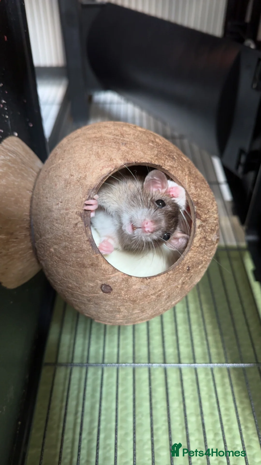 Rat rodents for sale: 2 rats - brown&white in Llangefni - Advert 1