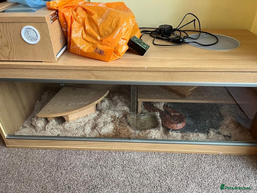 Corn Snake reptiles for sale: Female corn snake looking for a home  - Image 2