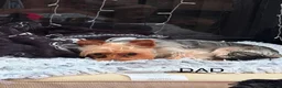 Yorkshire Terrier dogs for sale: York terrier puppy  - Advert 14