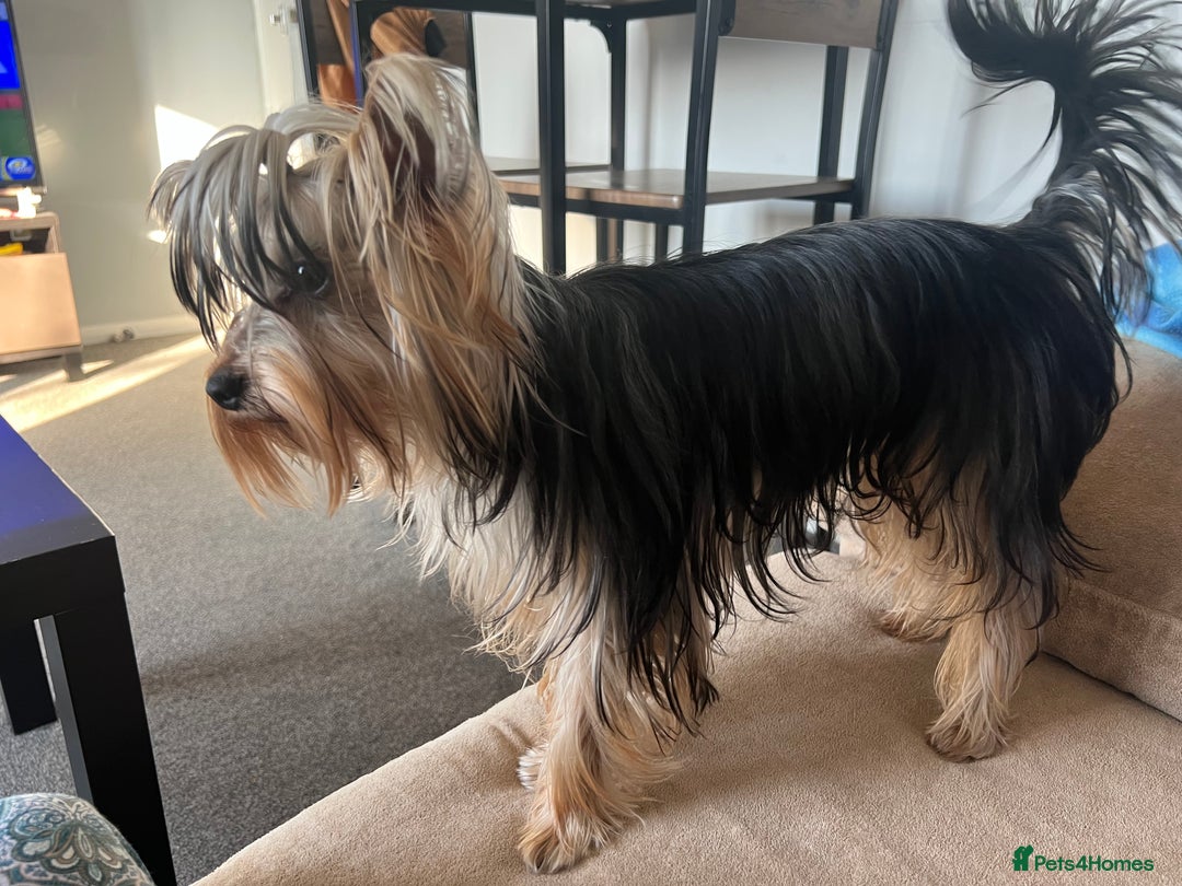 Yorkshire Terrier dogs for sale: Naughty needs a new lovely home  - Image 2