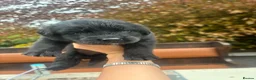 Mixed Breed dogs for sale: Bernese mountain dog x golden retriever pups - Advert 4