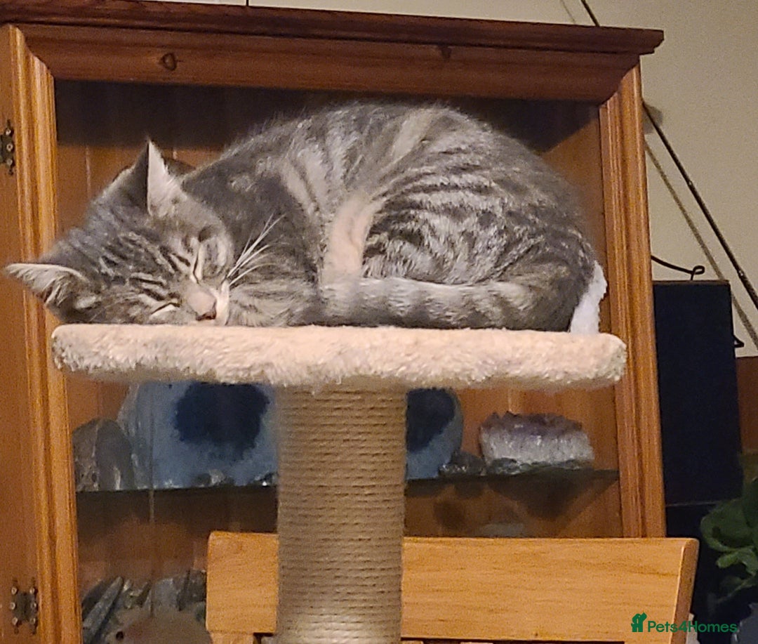 Domestic Shorthair cats for sale: Emily, Truro.  - Advert 1