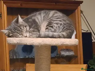 Domestic Shorthair cats Emily, Truro. - Advert 8