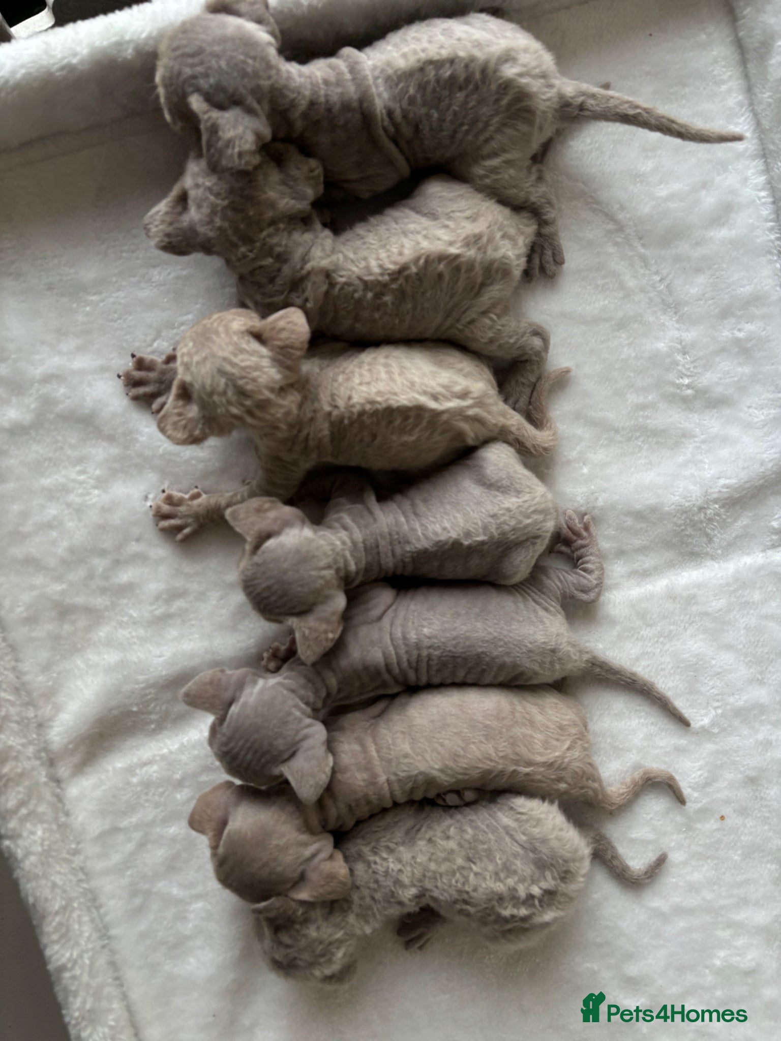 Devon Rex cats TICA Registered Devon Rex Lilac Kittens  - Advert 6
