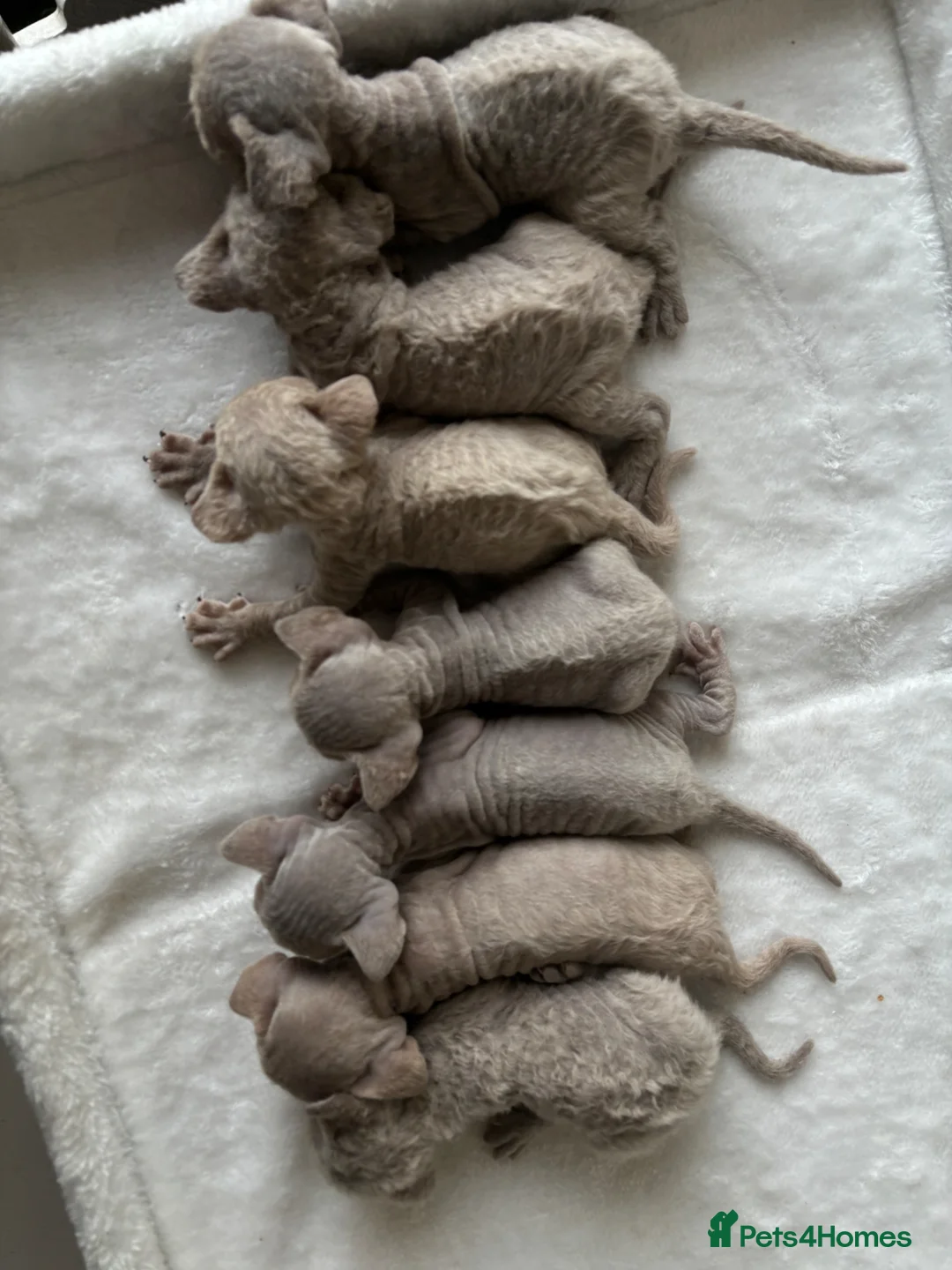 Devon Rex cats for sale: TICA Registered Devon Rex Lilac Kittens  - Advert 1
