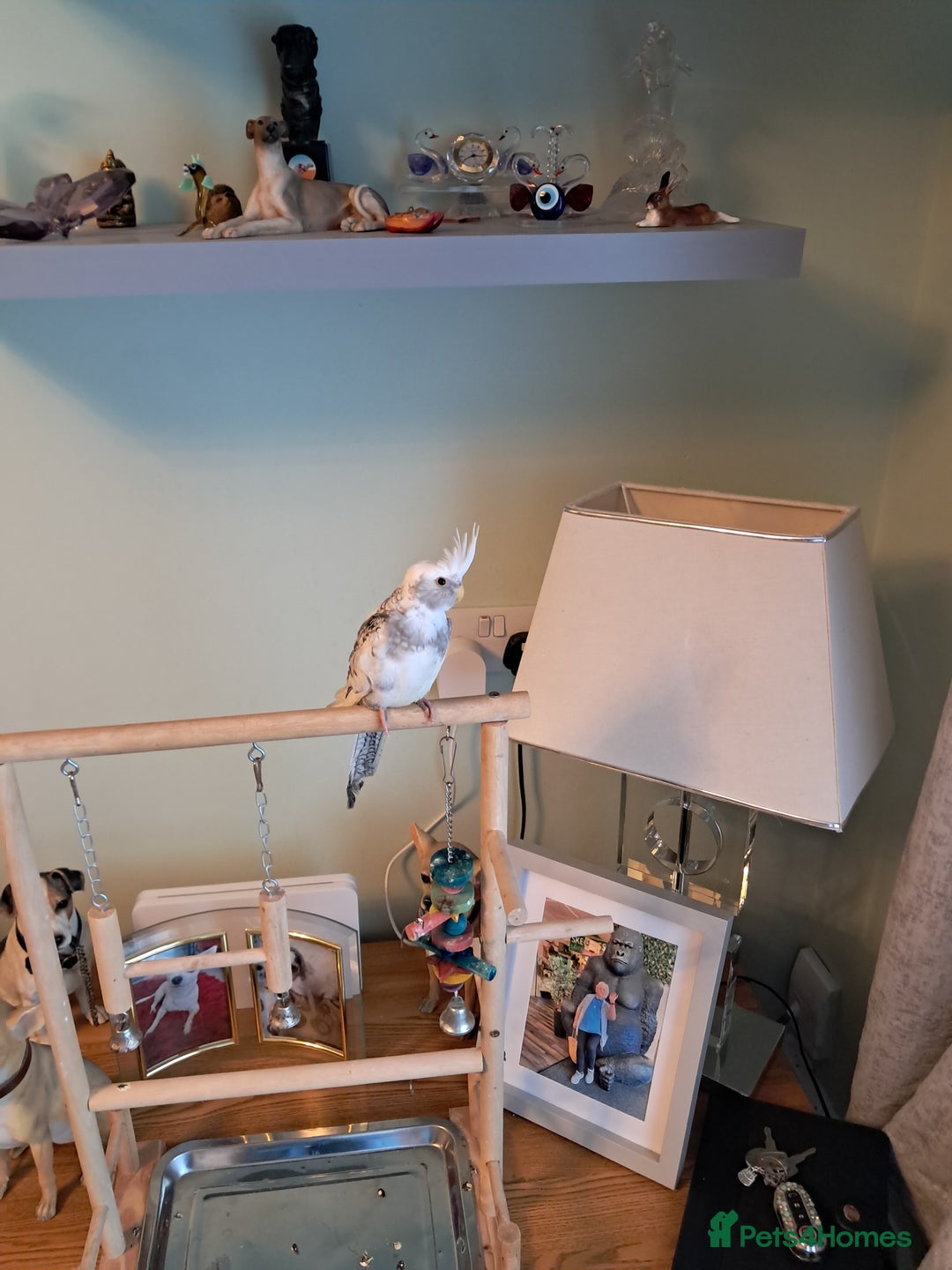 Cockatiels birds for sale: Hand reared baby cocktail very tame  - Advert 3