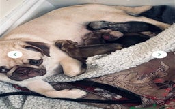 Pug dogs for sale: Beautiful pug pups ready for there forever homes  - Image 13