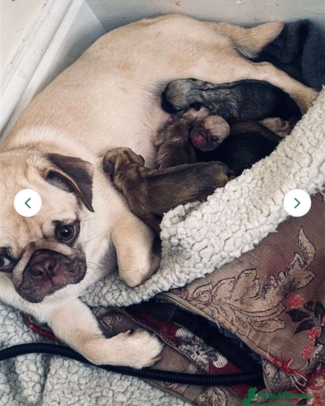 Pug dogs for sale: Beautiful pug pups ready for there forever homes  - Image 13