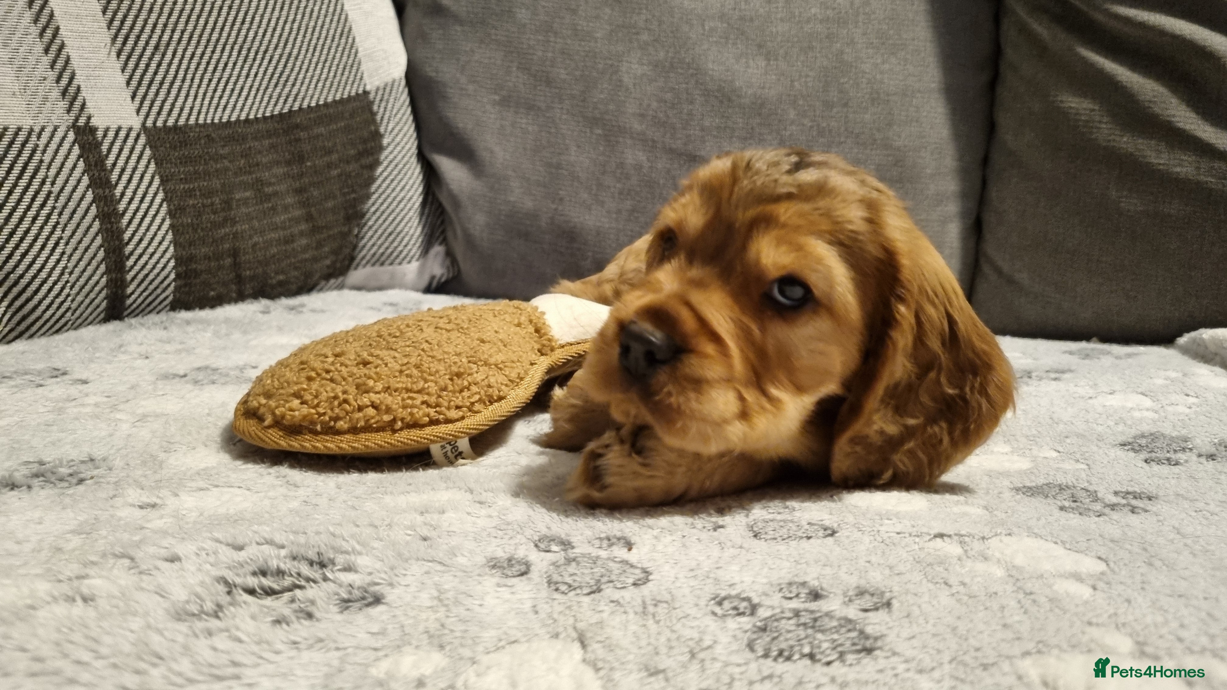 Cocker Spaniel dogs for sale: 🐾 Beautiful Show Type Cocker Spaniel Puppies - Advert 17
