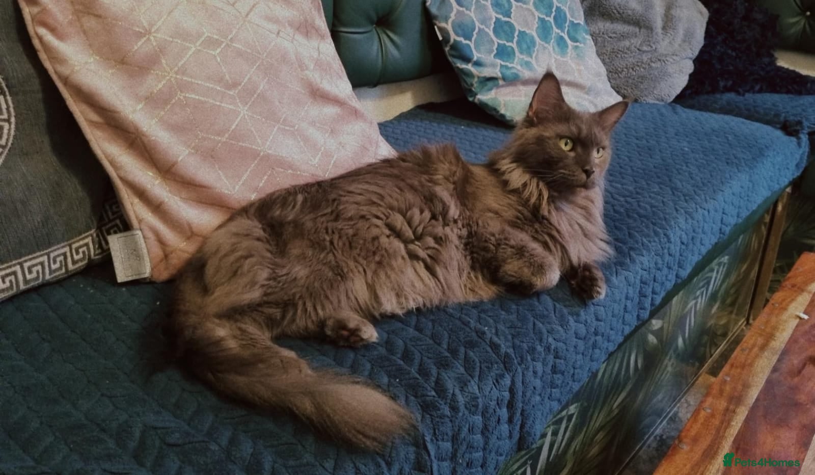 Maine Coon cats for sale: Maine Coons kitten Birmingham  - Advert 3