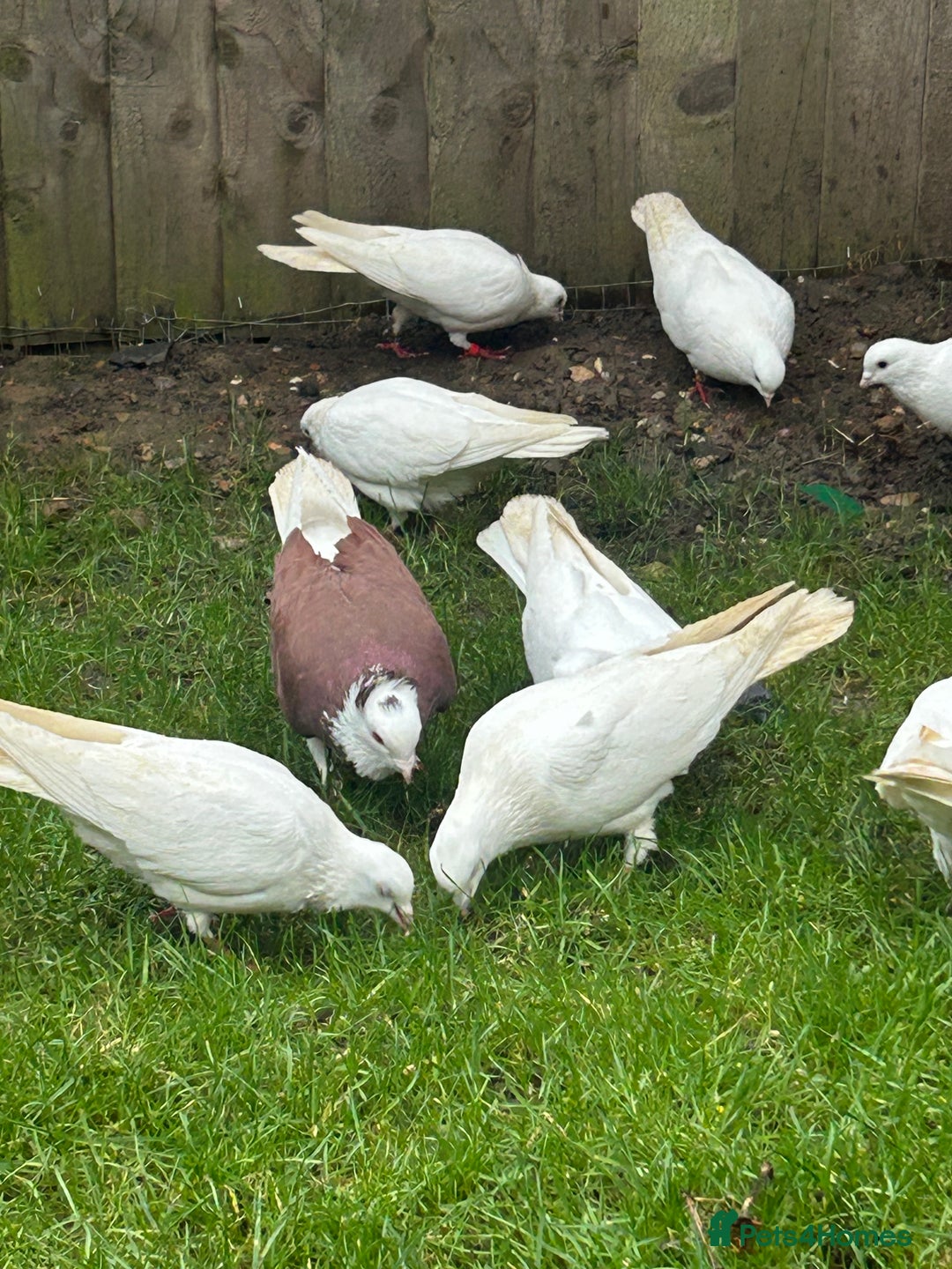 Pigeons birds for sale: Pigeons - Advert 1