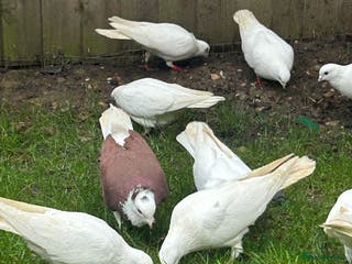 Pigeons birds Pigeons - Advert 3