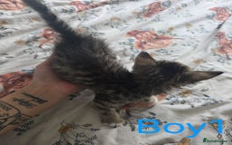 British Shorthair cats for sale: KITTENS LOOKING FOR HOMES - Image 2