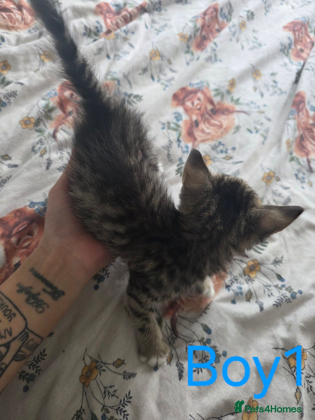 British Shorthair cats for sale: KITTENS LOOKING FOR HOMES - Image 2