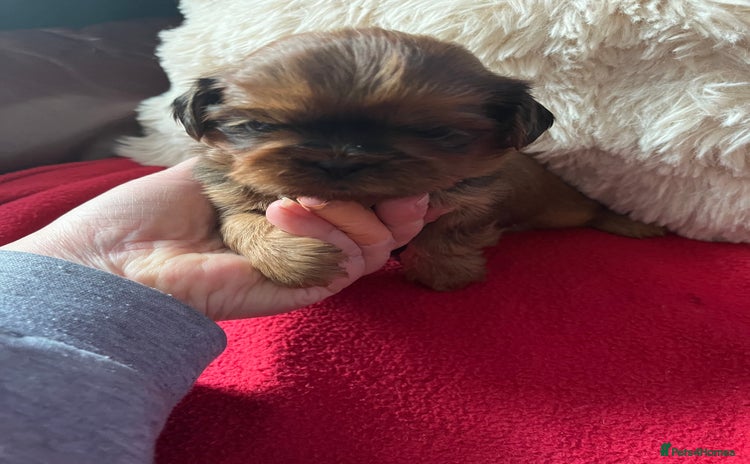 Shih Tzu dogs Shih tzu puppy  - Advert 1