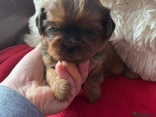 Shih Tzu dogs Shih tzu puppy - Advert 8