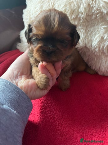 Shih Tzu dogs Shih tzu puppy - Advert 1