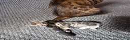 Bengal cats for sale: Half bengal kittens  in Spalding - Advert 5