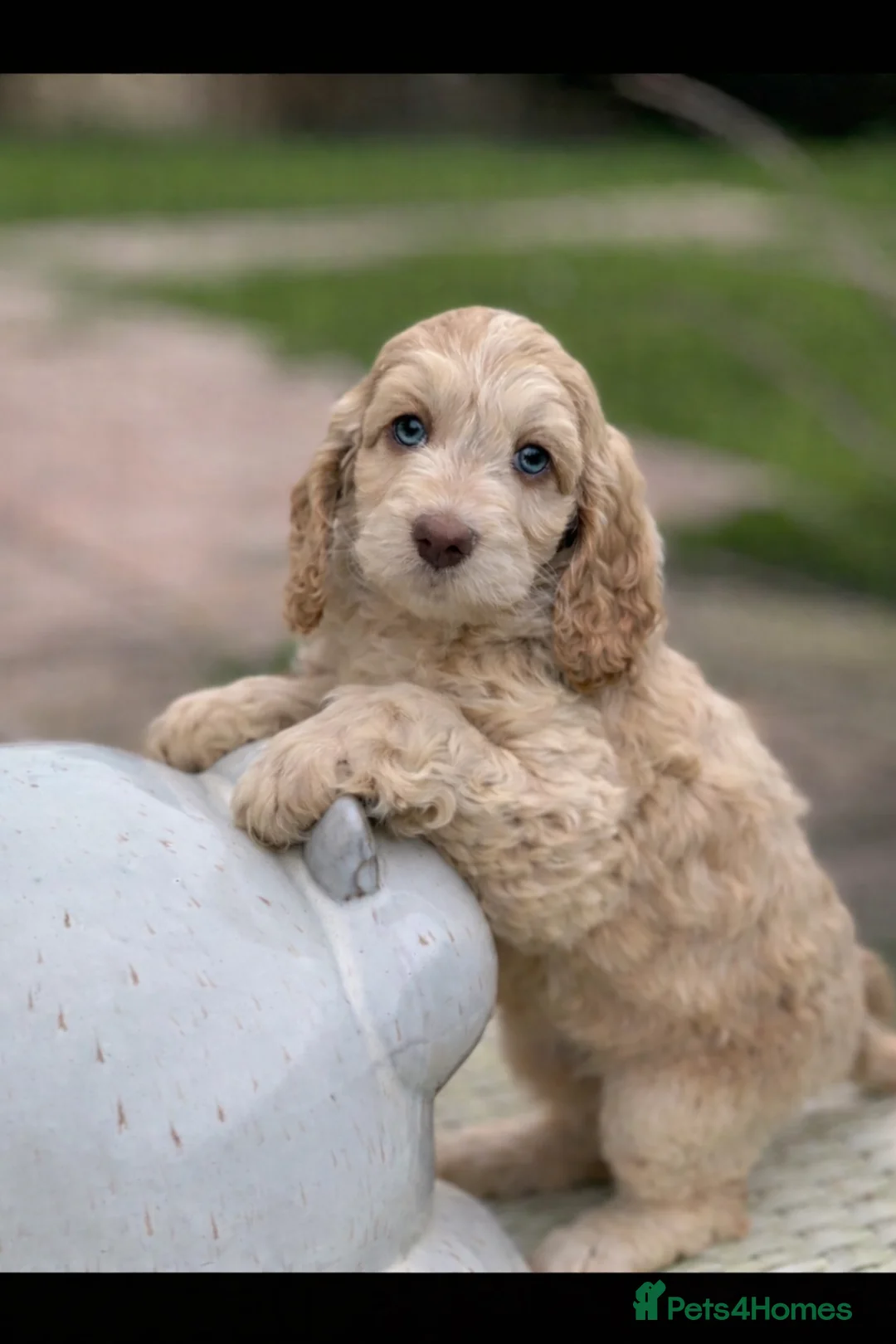 Cockapoo dogs for sale: Fabulous F1 cockapoos - Advert 10