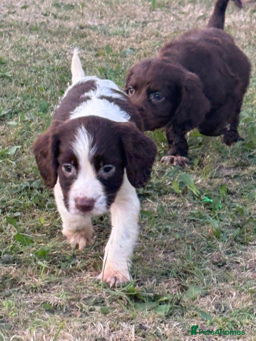 Cocker Spaniel dogs for sale: Cocker spaniel puppies🤩 - Image 8