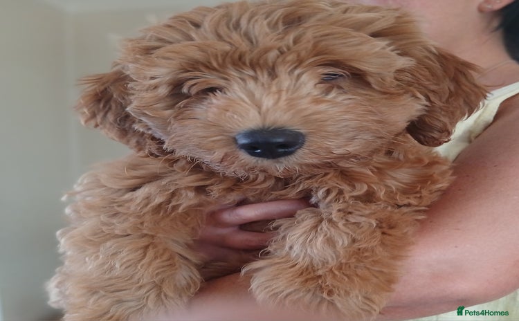 Labradoodle dogs - Advert 16