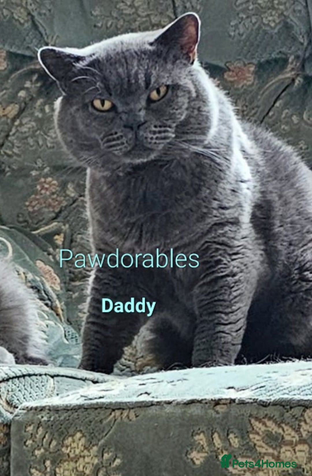 British Shorthair cats for sale: British shorthair black and blue kittens - Advert 7