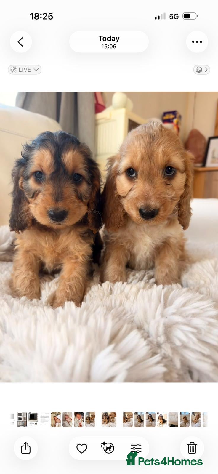 Cockapoo dogs F1 Gorgeous cockapoo puppies  - Advert 1