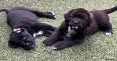 Central Asian Shepherd dogs - Advert 1