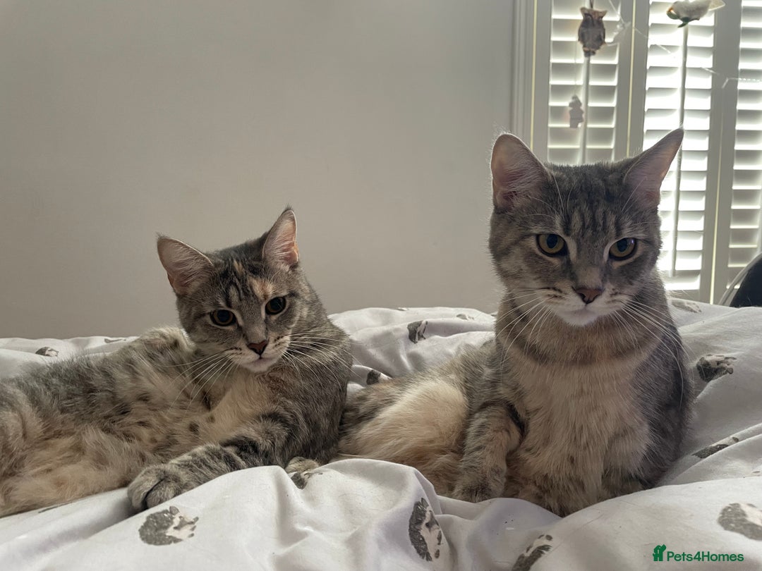 Mixed Breed cats for sale: Adorable female cats Looking for a Forever Home ! - Advert 3