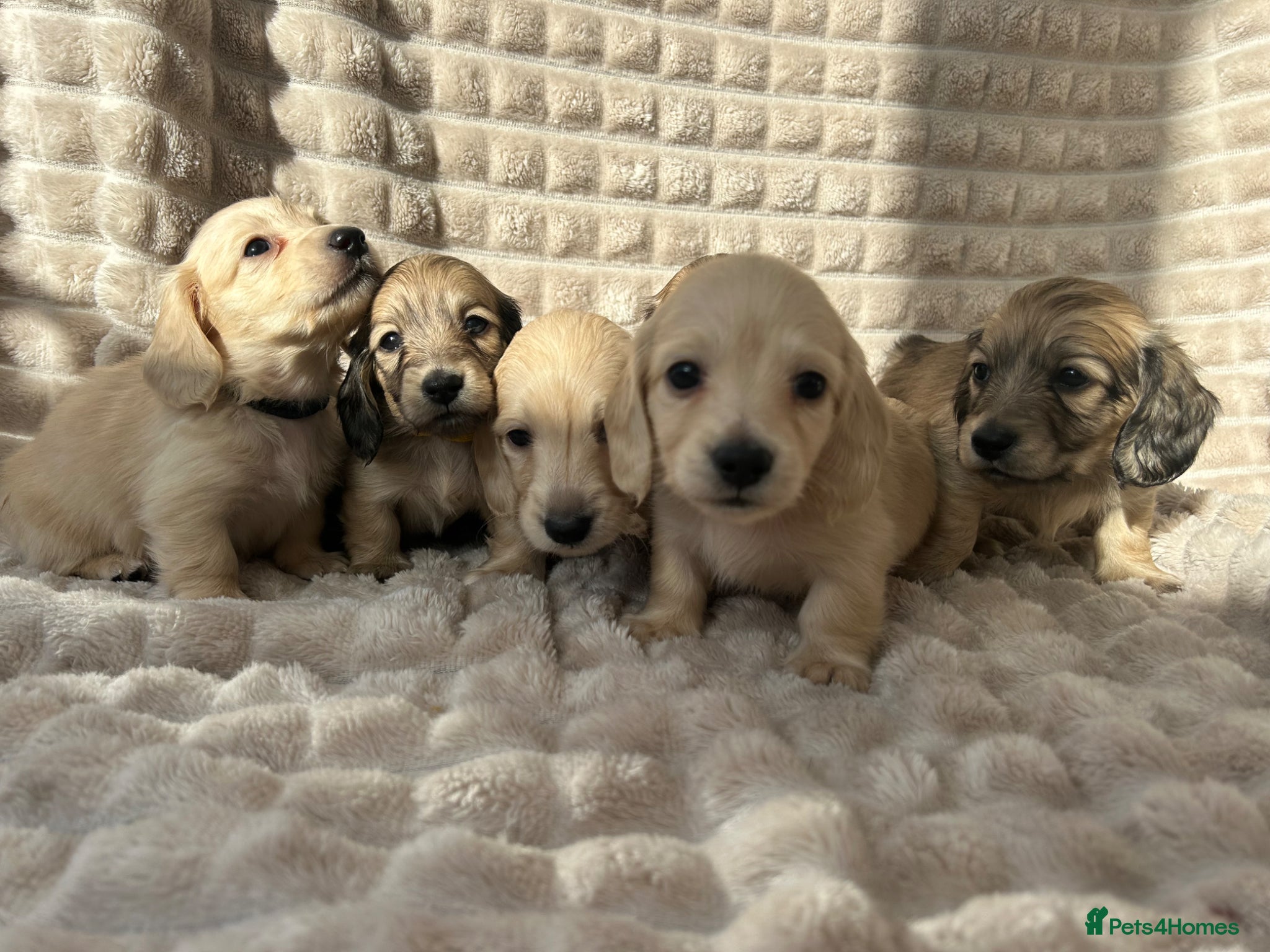 Miniature Dachshund dogs 2 Beautiful Cream Boys left 🤍  - Advert 1