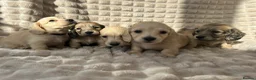 Miniature Dachshund dogs for sale: 2 Beautiful Cream Boys left 🤍  - Advert 1
