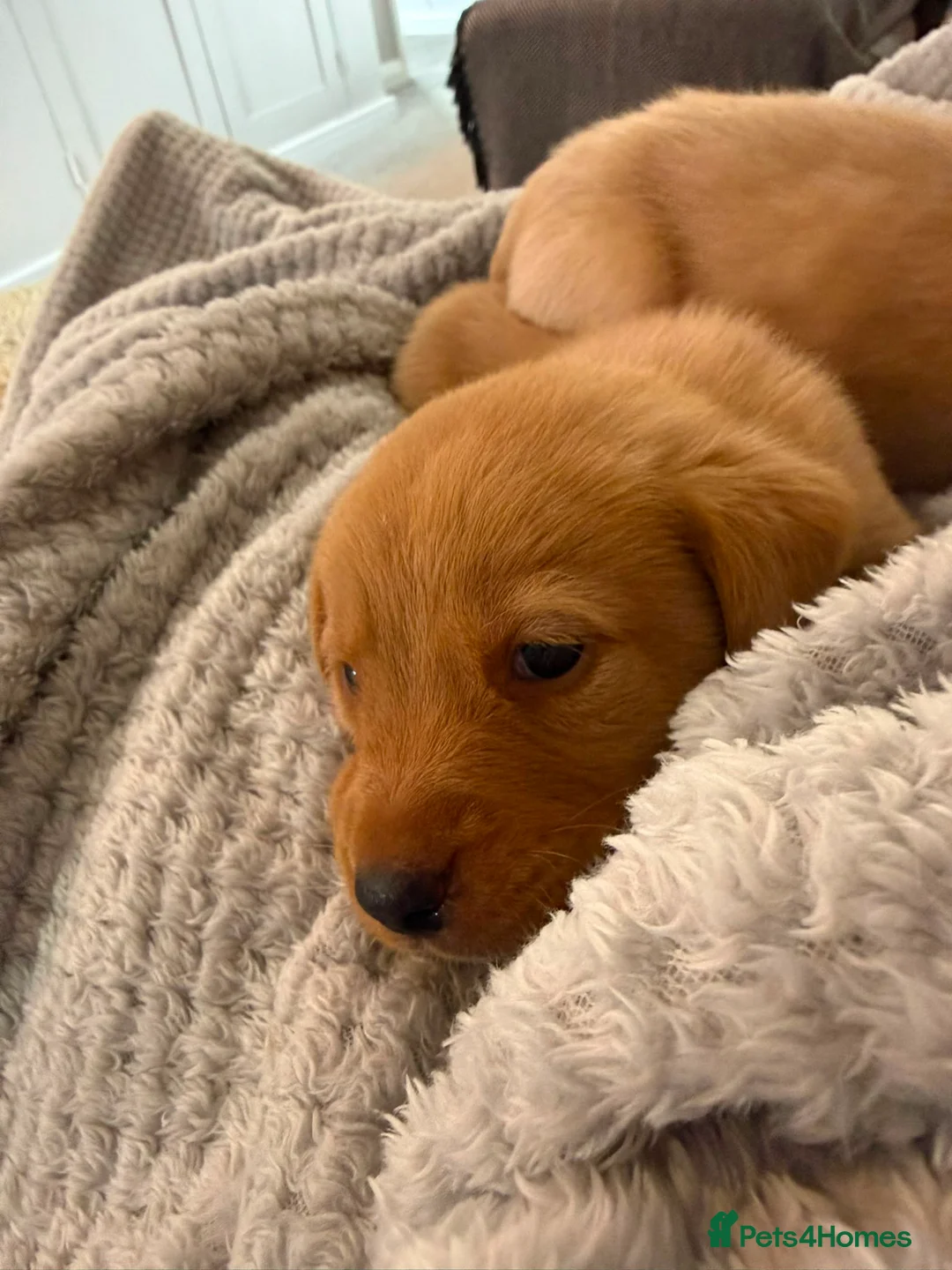 Labrador Retriever dogs for sale: Red Labrador puppies  - Advert 12
