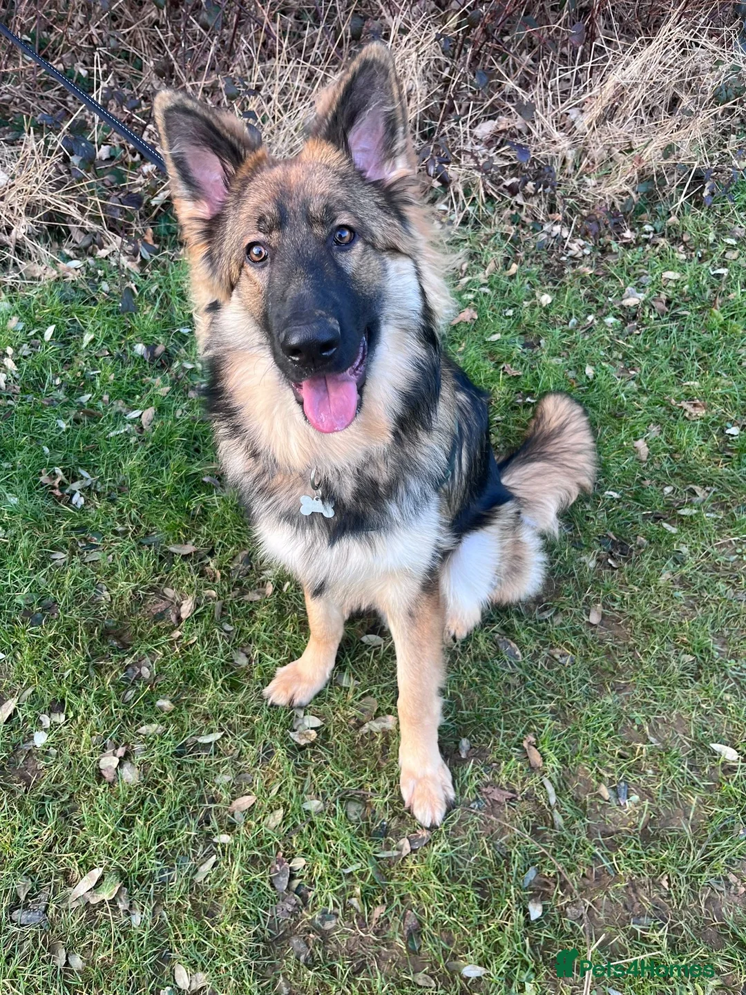 German Shepherd dogs for sale: Loki 2 year old German shepherd  - Advert 5