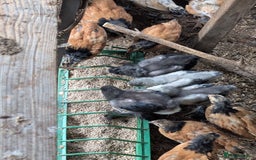 Chickens poultry for sale: Brahma-Vorwerk chicks Pure not mixed breeds - Image 2