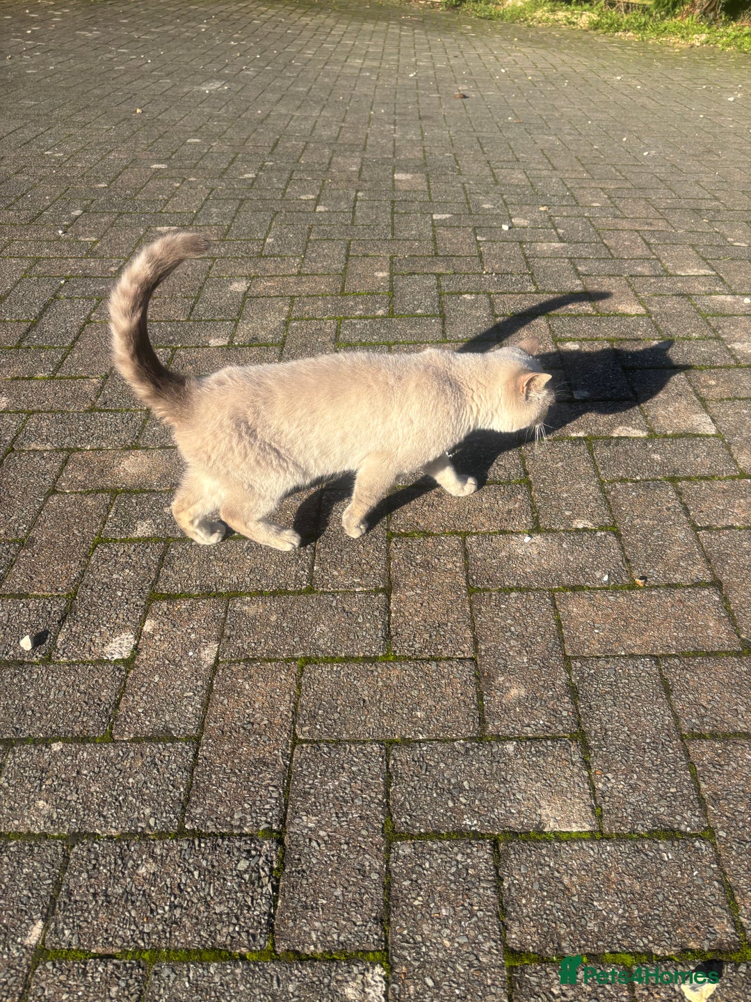 British Shorthair cats for sale: Liliana 🩷 GCCF Active  - Advert 4