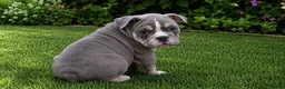 English Bulldog dogs for sale: REDUCED. READY TO LEAVE! - Advert 2
