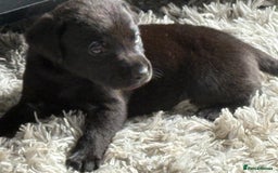 Labrador Retriever dogs for sale: Ready now beautiful Labrador retriever puppies - Image 4