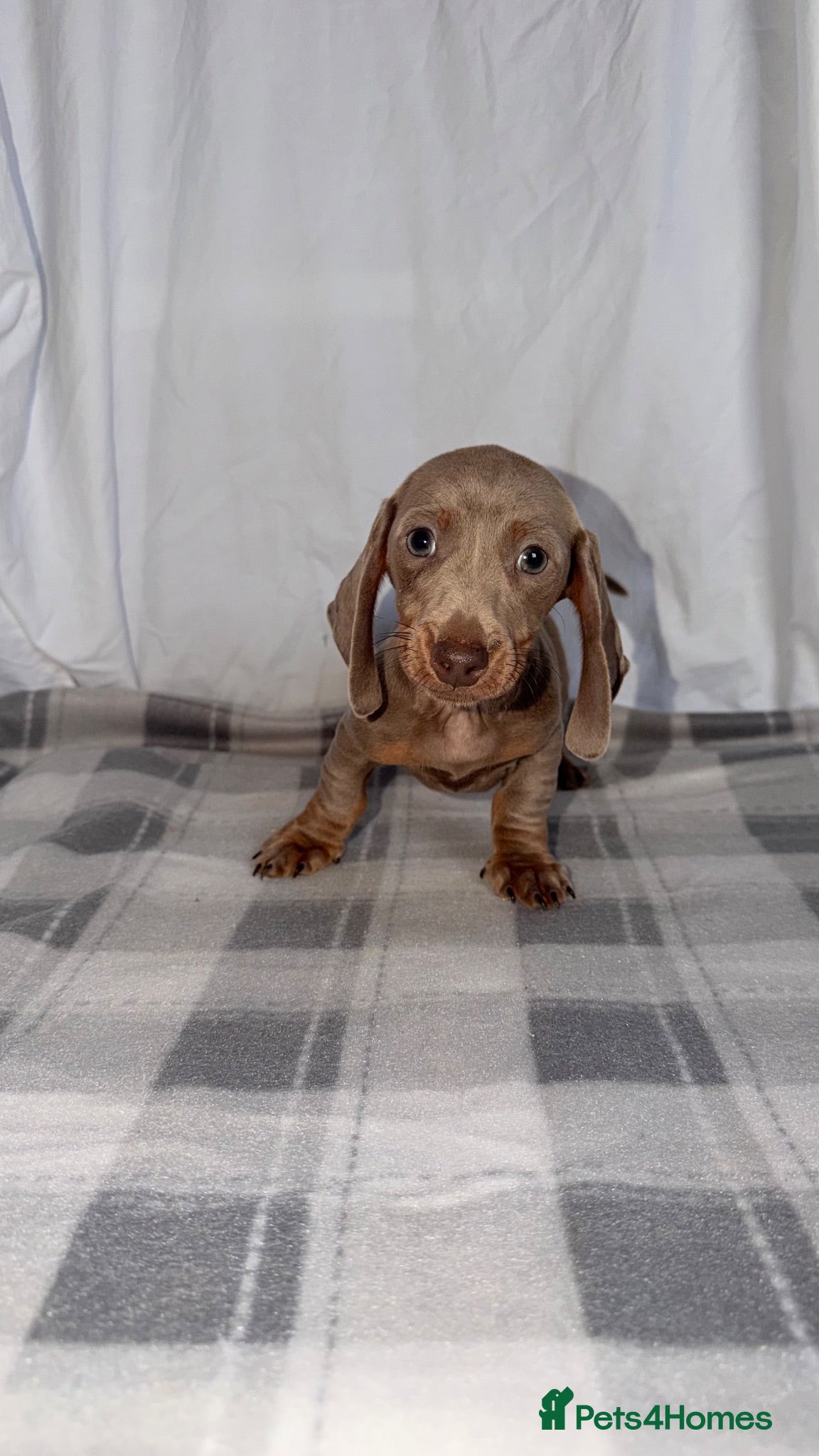 Dachshund dogs Miniature Dachshund Puppies - Advert 1