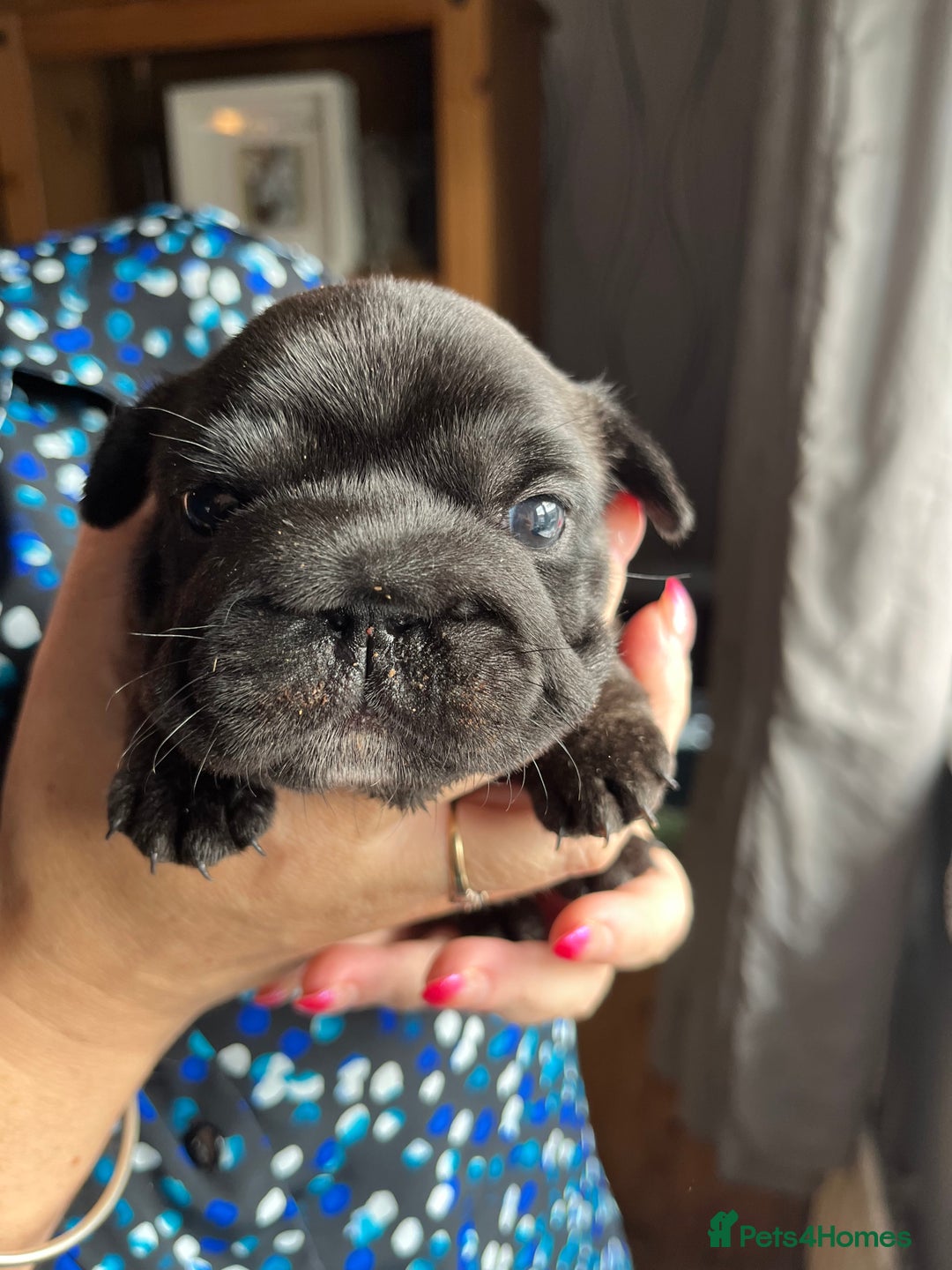 French Bulldog dogs for sale: Puppies for sale - Image 5