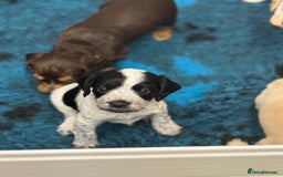 Cocker Spaniel dogs for sale: READY FOR NEW HOMES CAN LEAVE homes health tested  - Image 10