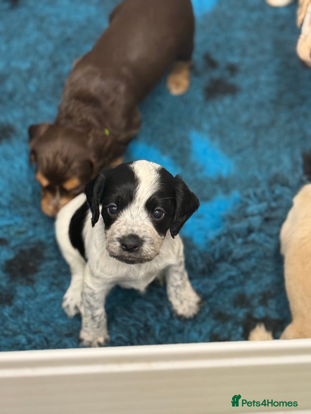 Cocker Spaniel dogs for sale: READY FOR NEW HOMES CAN LEAVE homes health tested  - Image 10