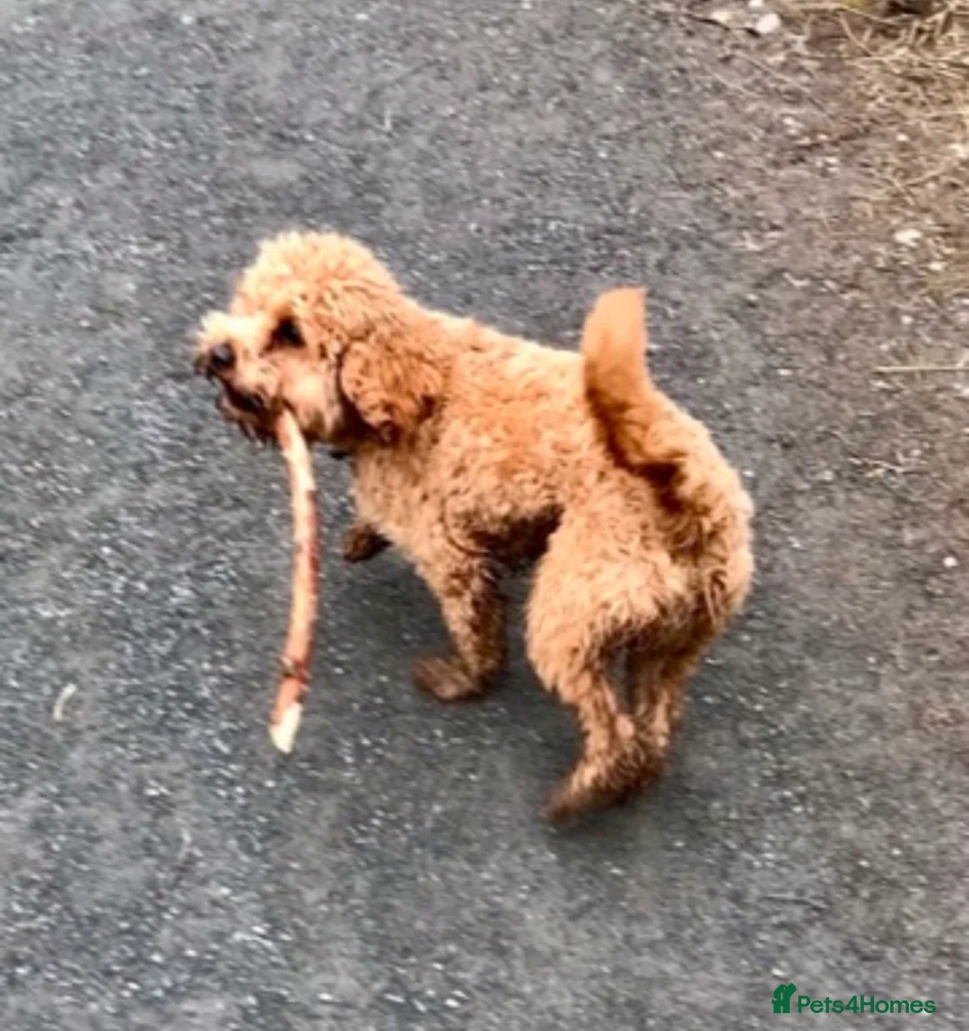 Cavapoo dogs for stud: Proven stunning Cavapoo available for stud  in Leeds - Advert 3