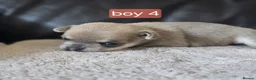 Chihuahua dogs for sale: 5 chiuaua baby boys - Advert 17