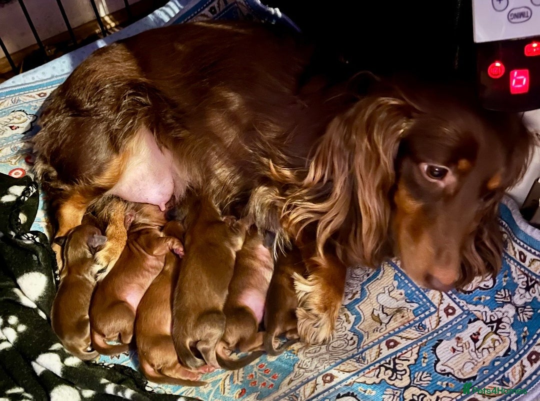 Miniature Dachshund dogs for sale: Beautiful KC reg long Haired  - Advert 4