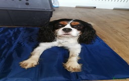 Cavalier King Charles Spaniel dogs for stud: 4 cavalier King Charles available for stud in Sheffield - Image 3