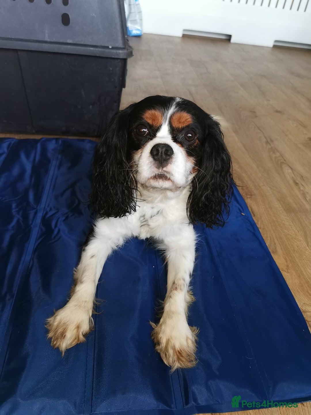 Cavalier King Charles Spaniel dogs for stud: 4 cavalier King Charles available for stud in Sheffield - Image 3