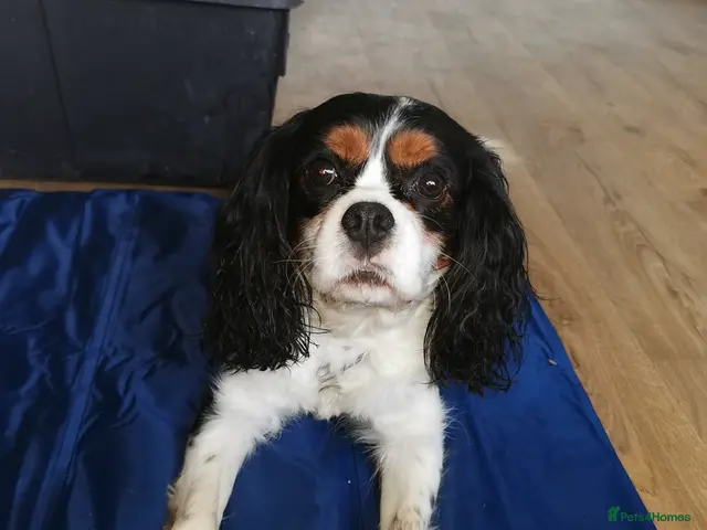 Cavalier King Charles Spaniel dogs 4 cavalier King Charles available for stud - Advert 2